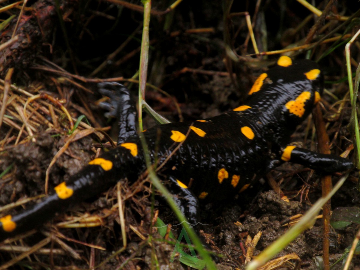 Salamandra a Superga