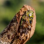 cicada, insect, tree-7613605.jpg