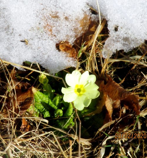 Fioritura primaverile