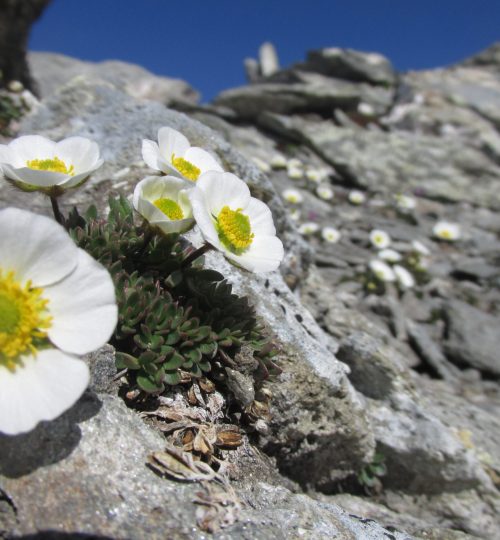 Fiori d'alta montagna